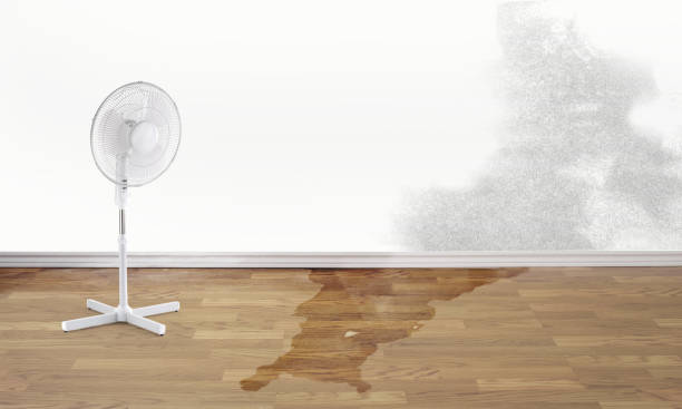 Best Water damage restoration services  in Morehead City, NC